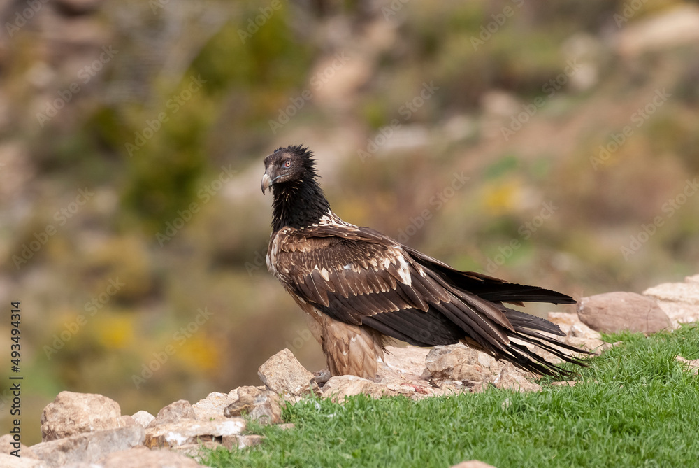 Gypaète barbu, .Gypaetus barbatus, Bearded Vulture Gypaète barbu, .Gypaetus barbatus, Bearded Vulture