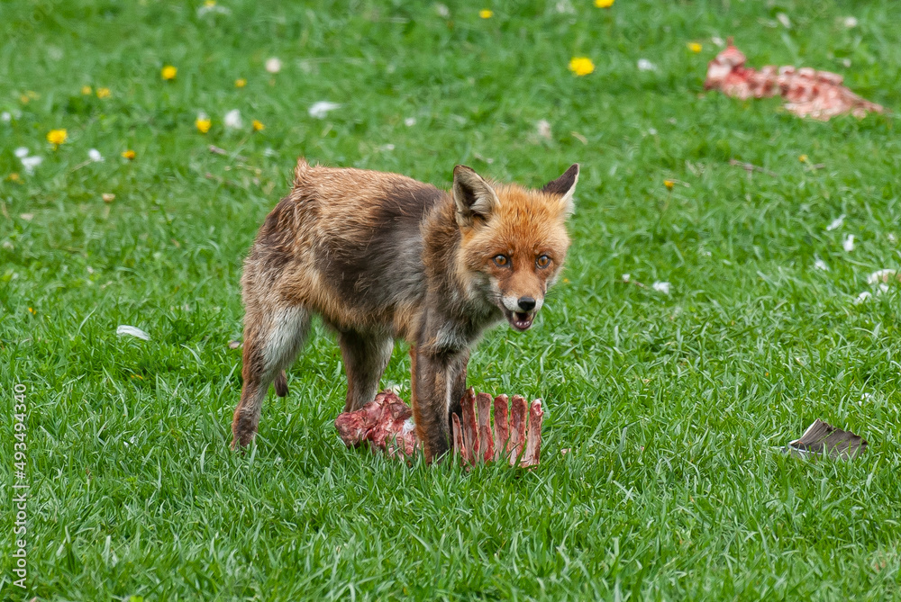 Fototapeta premium Renard roux, Vulpes vulpes