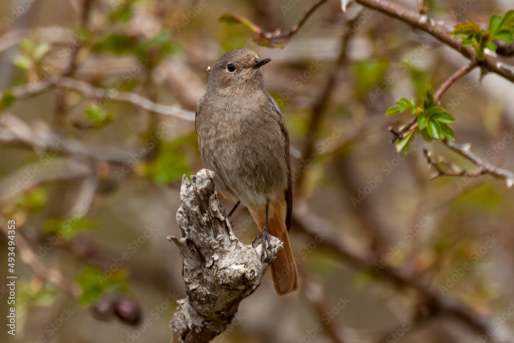 Rougequeue à front blanc, femelle,.Phoenicurus phoenicurus, Common Redstart