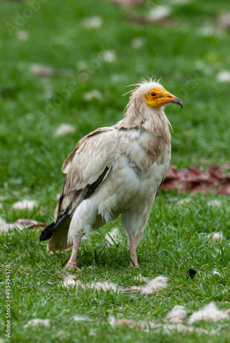 Vautour percnopt  re   Percnopt  re d   gypte .Neophron percnopterus  Egyptian Vulture