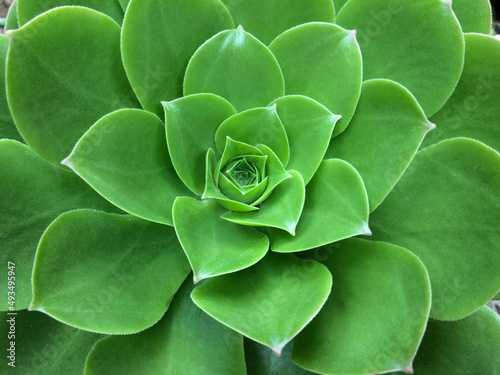 close up of aeonium nobile succulent plant photo