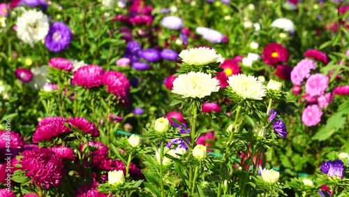 Wallpaper Mural purple and white flowers Torontodigital.ca
