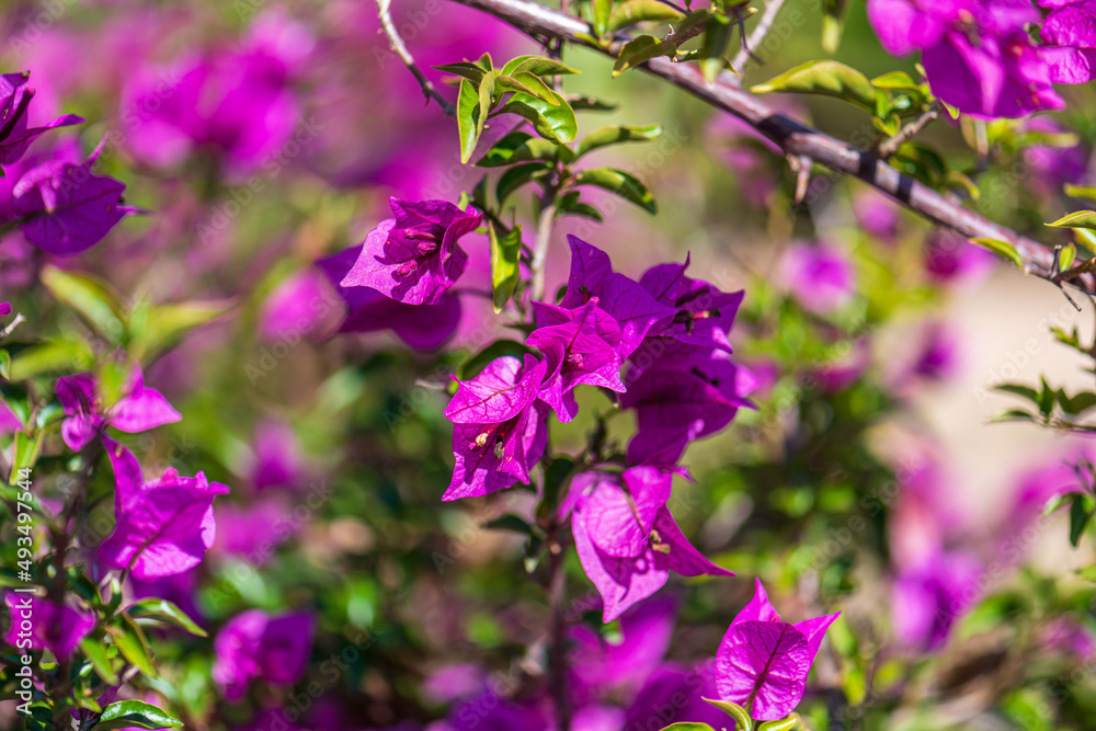Obraz premium flowers in the garden