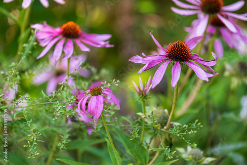 Blooming Elegance in the garden