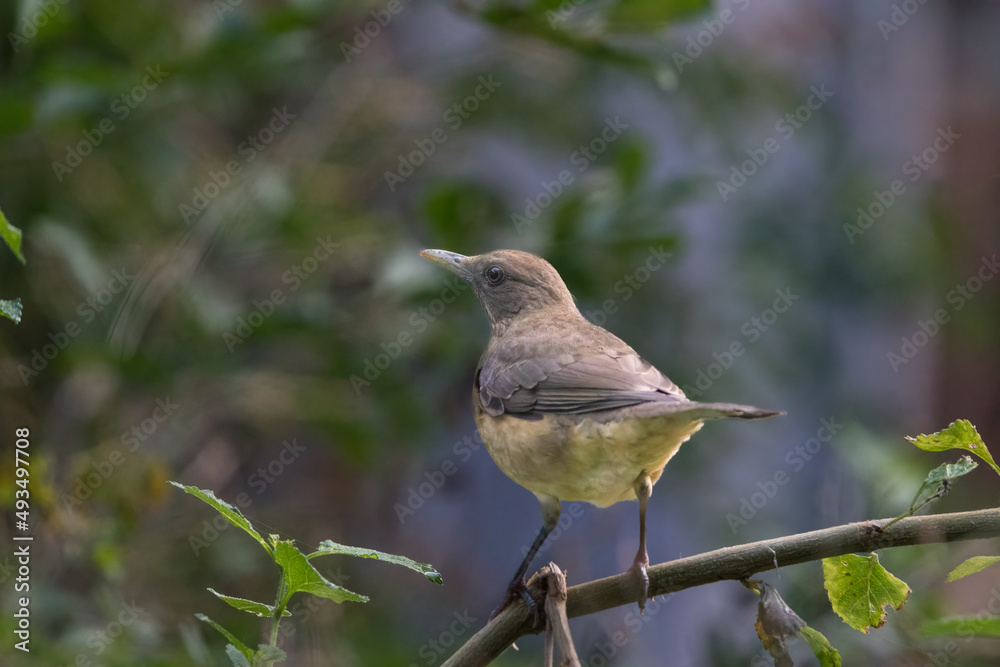 Obraz premium clay colored thrush bird on a branch