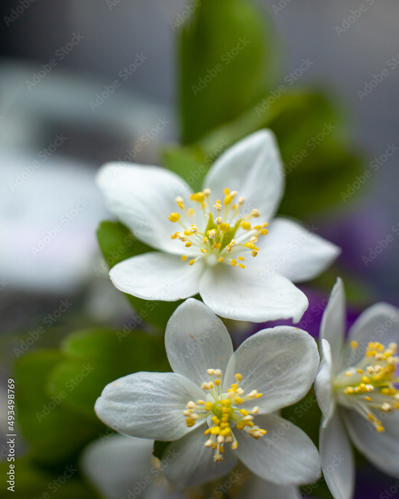White blossom flower with green leaves