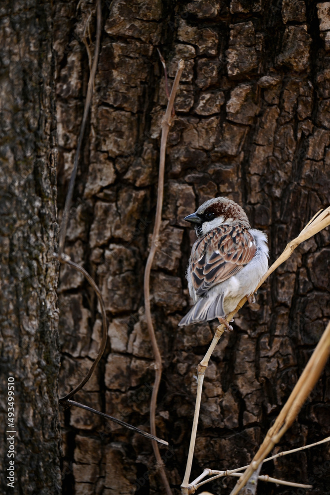 Obraz premium closeup the small brown black sparrows sitting on the tree branch over out of focus brown background.