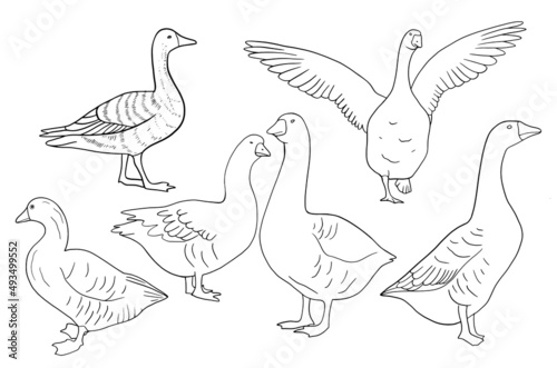 Hand drawn goose isolated. Engraved style vector illustration. Template for your design works.