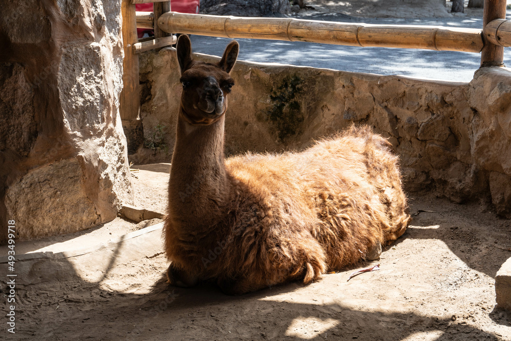 Llama in Ecuador