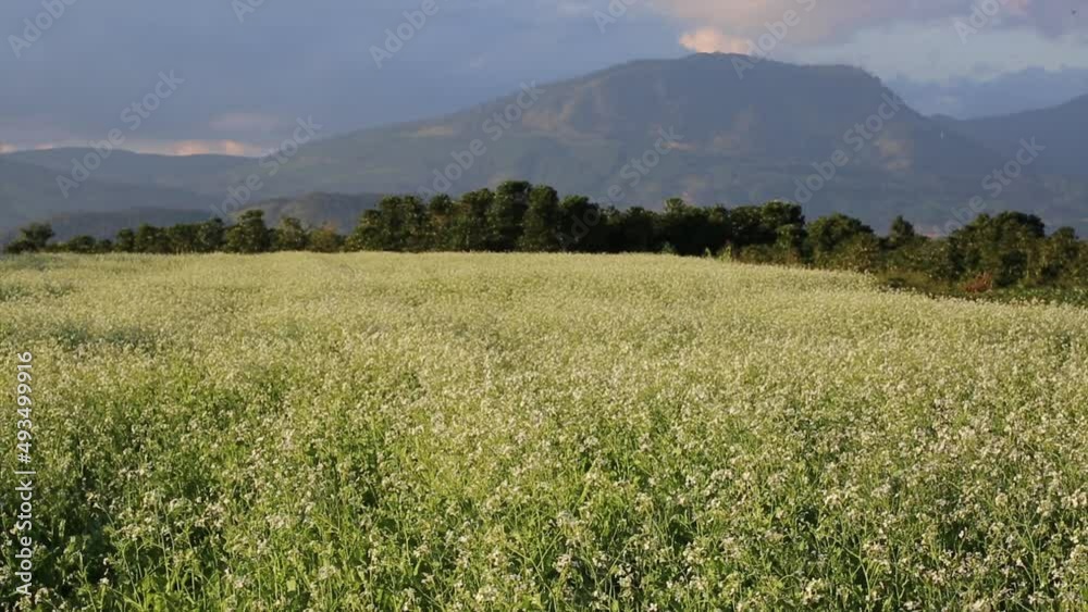 The garden of white canola flowers blooms, beautiful sunset in Lam Dong Vietnam
The garden of white canola flowers blooms, beautiful sunset in Lam Dong Vietnam