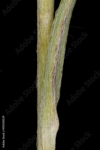 Heath Cudweed (Omalotheca sylvatica). Stem and Leaf Base Closeup photo