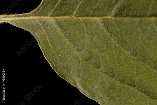 Common Amaranth (Amaranthus retroflexus). Leaf Detail Closeup photo