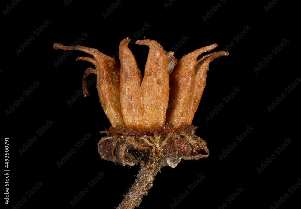 Fototapeta premium Japanese Spiraea (Spiraea japonica). Fruit Closeup