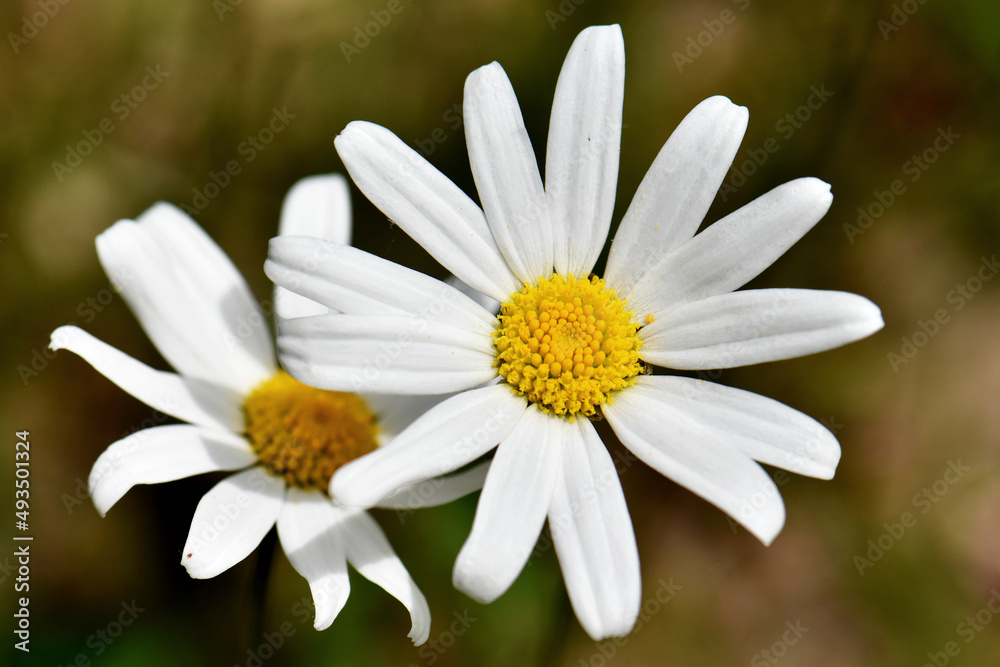 Obraz premium white daisy flower