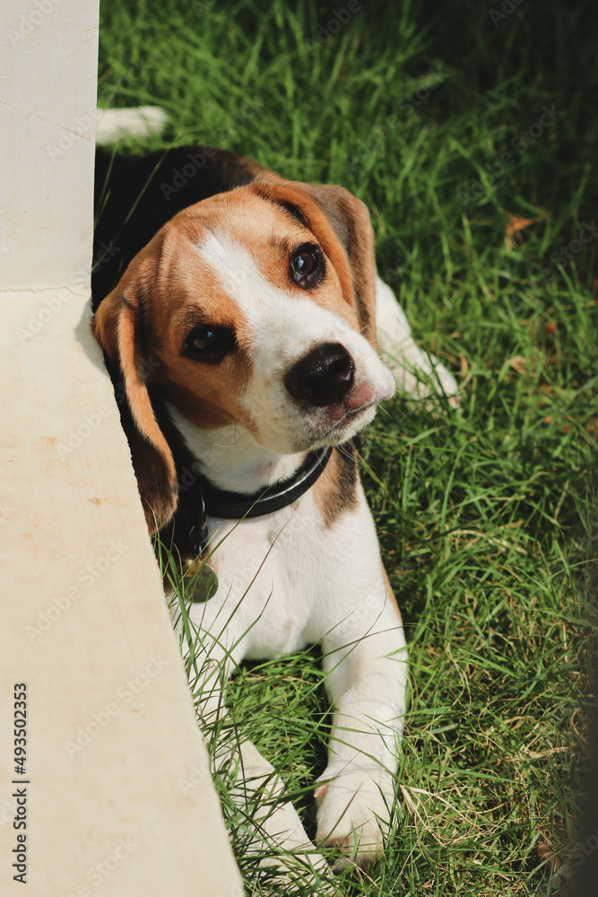 Beagle puppy lying and looking suspicious on the grass in the outdoor garden. dog beagle on the walk in the park outdoor.