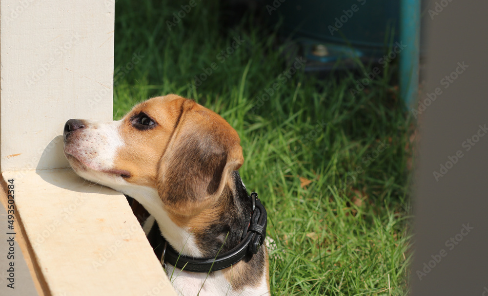 Purebred beagle puppy lying on the grass in the outdoor garden. dog beagle on the walk in the park outdoor.