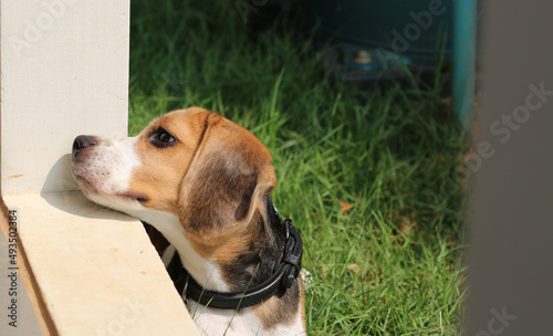 Obraz na płótnie Purebred beagle puppy lying on the grass in the outdoor garden. dog beagle on the walk in the park outdoor. w salonie