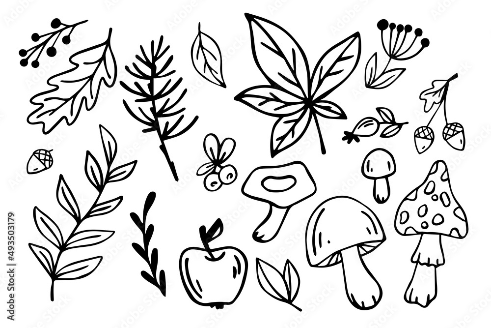 Obraz premium Linear sketches of plants,berries,mushrooms.Autumn doodle set.Vector graphics.