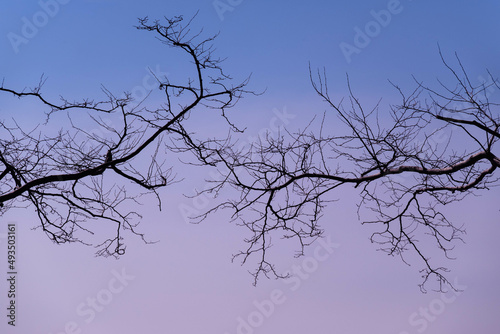 Bare tree branches against the sky