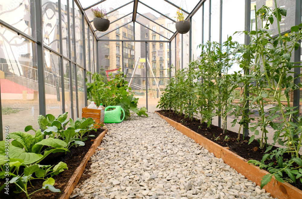Greenhouse with young seedlings of tomatoes and cabbage in the middle of the city yard. Growing hothouse vegetables of various varieties