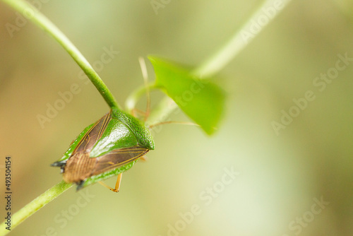 Besouro esverdeado sobre uma folha verde. photo