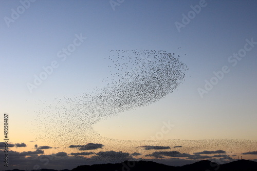 flock of migratory birds