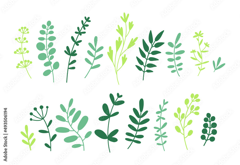 Collection of twigs, leaves and herbs. Floral elements set. Vector flat illustration isolated on white.