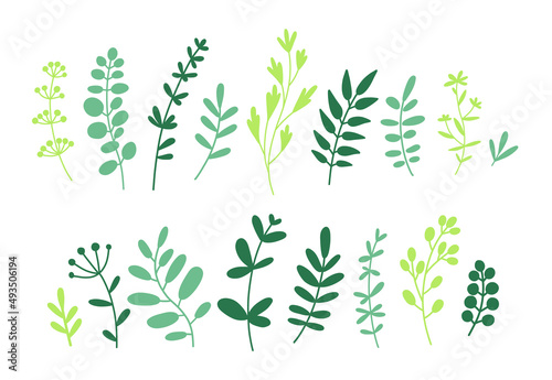 Collection of twigs  leaves and herbs. Floral elements set. Vector flat illustration isolated on white.