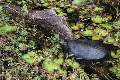 Turtle in swamp