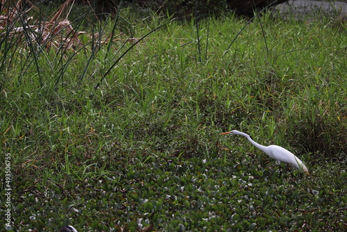 Egret hunting