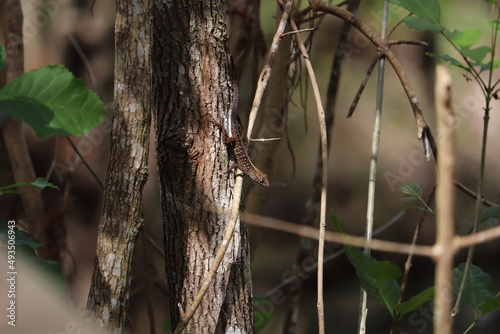 lizard in forest
