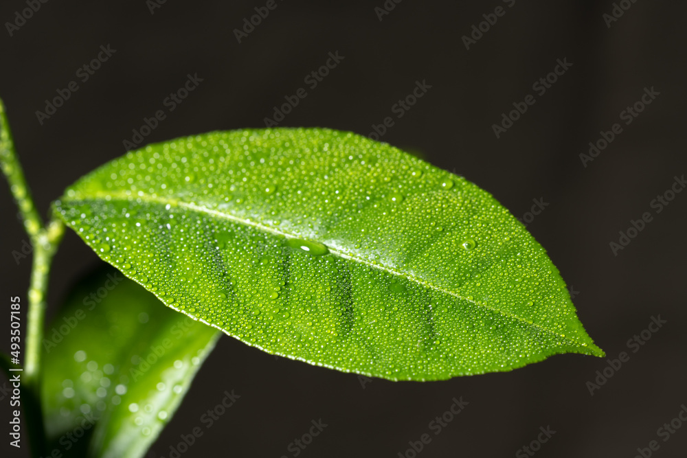 Lemon tree leaves. Water drops on lemon leaf. Flowing raindrops Lemon tree leaves. Water drops on lemon leaf. Flowing raindrops