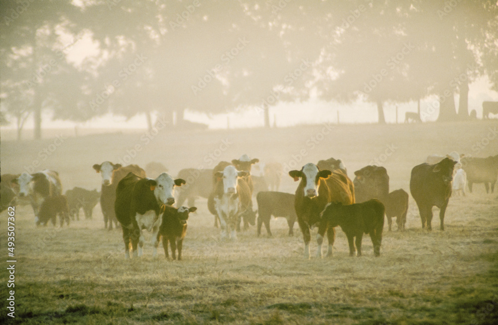 Obraz premium Herd of beef cattle in morning mist.