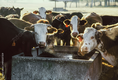 Group of beef cattle at the molasses trough. photo