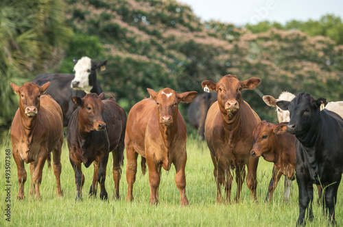 Herd of beef cows in Florida pasture.