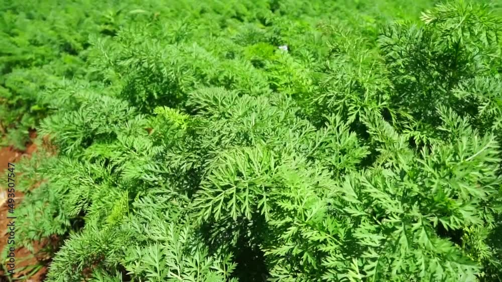lush green carrot garden in Lam Dong
lush green carrot garden in Lam Dong