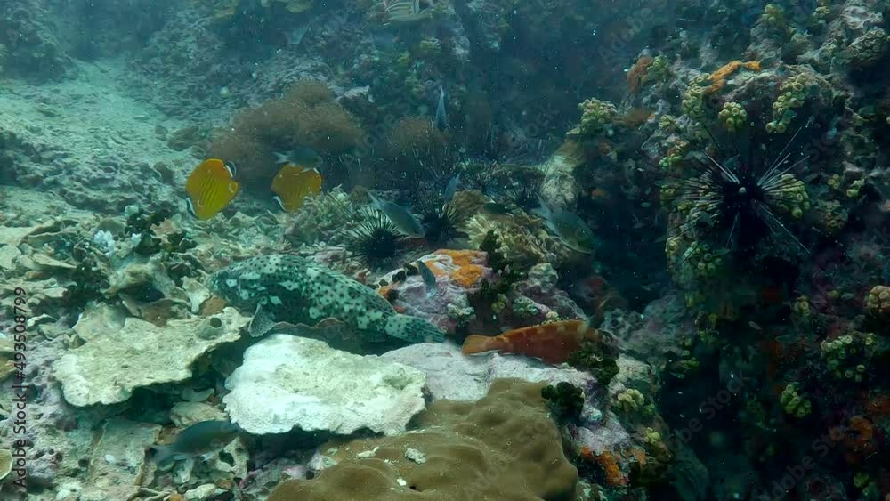 Underwater film 4 k - Thailand - several colorful tropical fish on the ocean floor - corals - Butterfly Fish and Grouper Fish Underwater film 4 k - Thailand - several colorful tropical fish on the ocean floor - corals - Butterfly Fish and Grouper Fish