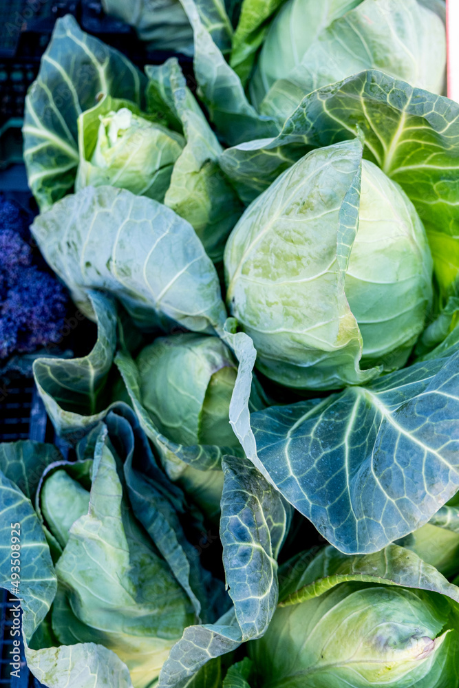 Obraz premium Pile Or Stack Of Fresh Raw Green Cabbages