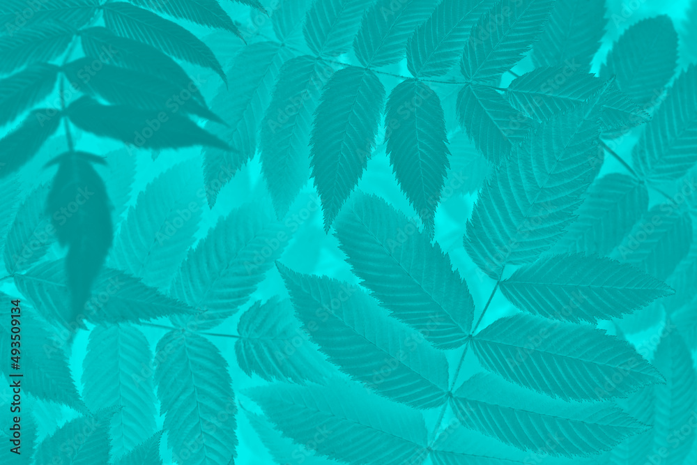Vegetable mystical background from meadowsweet leaves. Abstract natural wallpaper from the foliage of a ornamental shrub. Bright turquoise tinted plant backdrop