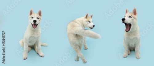 Banner husky puppy dog walking backwards and looking at camera. Isolated on blue pastel background