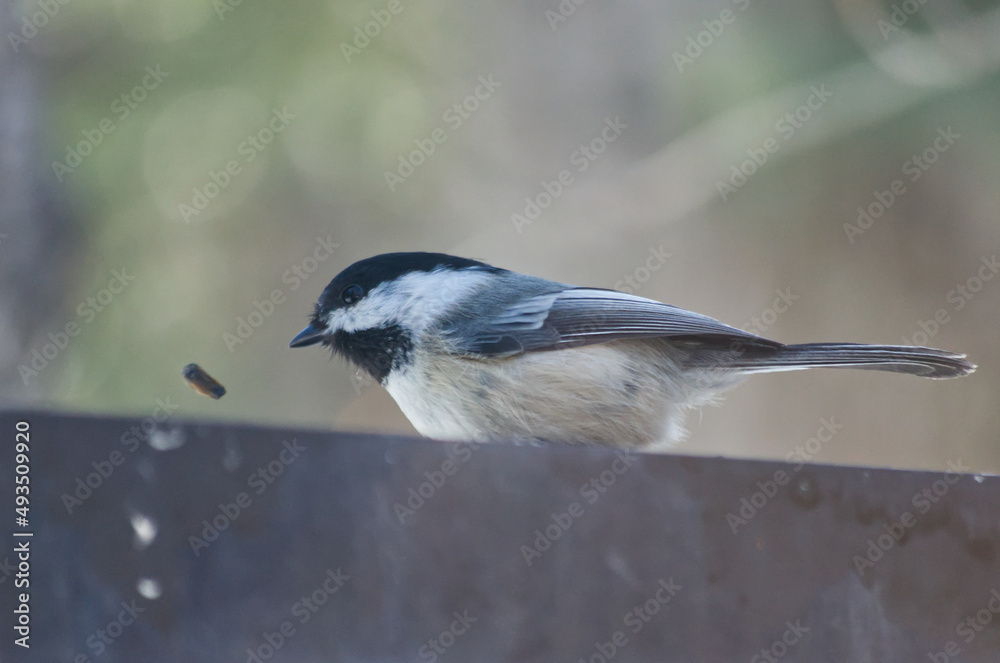 Close up of a Black-capped Chickadee Close up of a Black-capped Chickadee