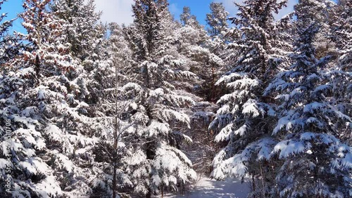 Wallpaper Mural Morning footprints on freshly fallen snow Torontodigital.ca
