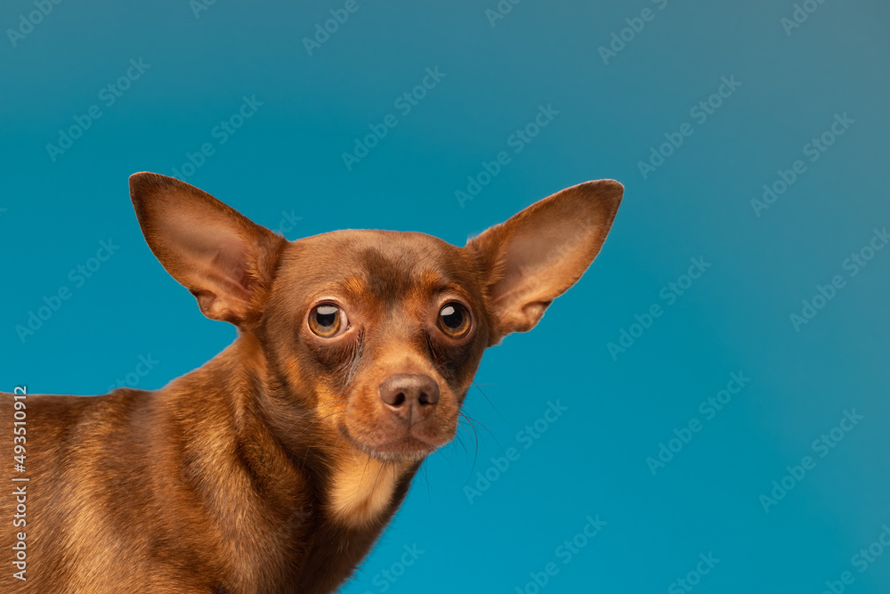Cute hungarian vizsla puppy studio portrait. Funny dog with tongue sticking out face close up over blue banner.