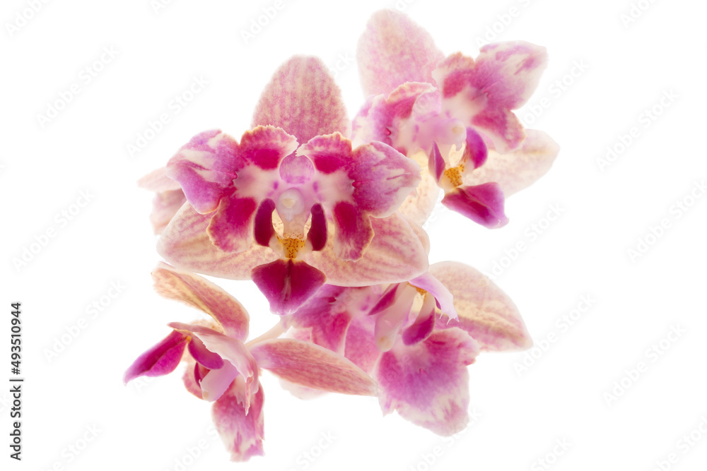 pink orchid isolated on white background, close up 