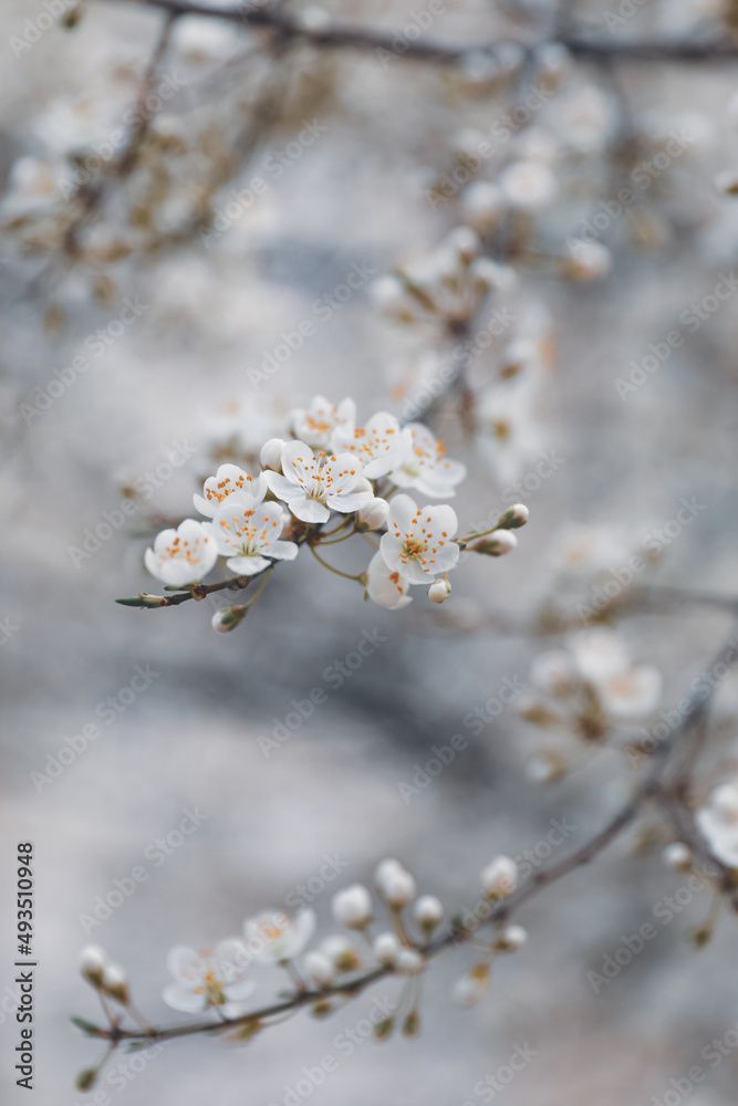 Spring white flowering fruit tree close up soft focus.