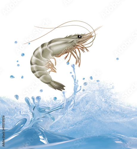 crevette grise, vague, goutte, frais, pêche, congelé,  mer, animal, blanc, griffe ,fruits de mer poissonnier,  brut, fleuve, nature, crabe, poisson, antennes,  gros plan, bon vivant, carapace, 
 photo