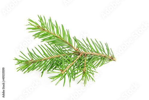 evergreen coniferous tree branch, pine, isolated on a white background