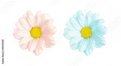 Delicate pink and blue chrysanthemum flower isolated on white background. The concept of a boy and a girl