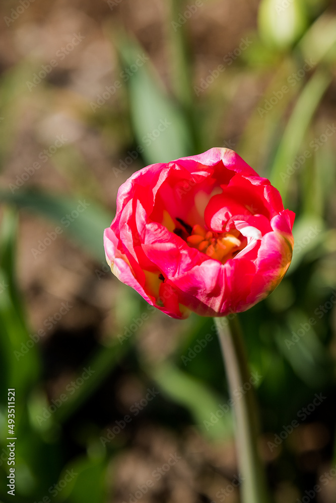 Beautiful fluffy peony-shaped tulips in a flower bed. Tulip in the form of a peony flower in pink. The background is blurred. Sunny spring day. The flower with a lot of petals. Beautiful fluffy peony-shaped tulips in a flower bed. Tulip in the form of a peony flower in pink. The background is blurred. Sunny spring day. The flower with a lot of petals.