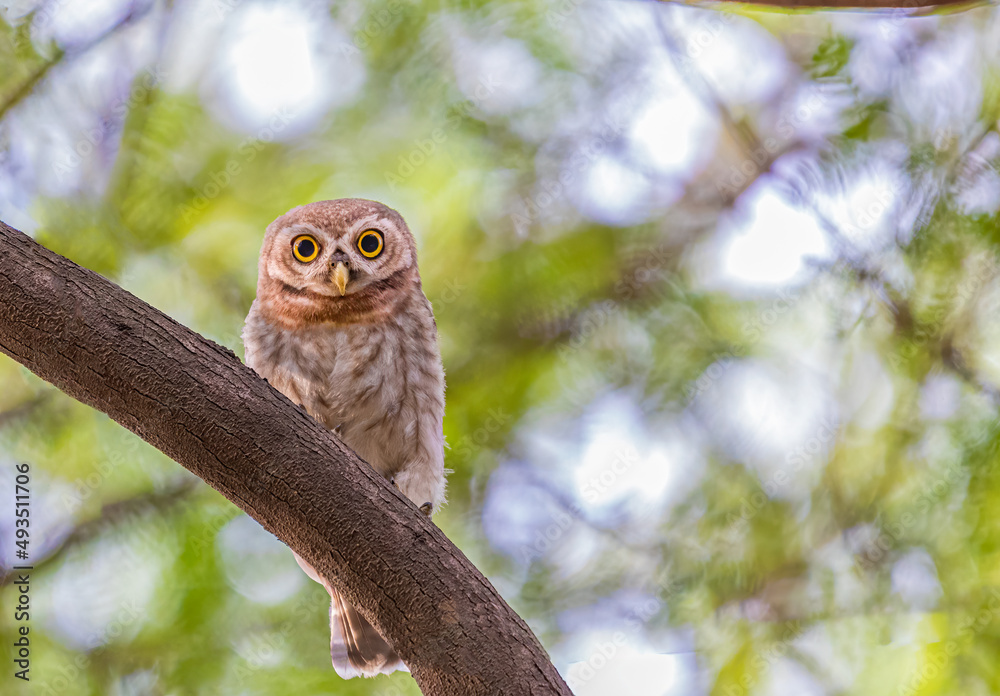 A Spotted Owl Looking down A Spotted Owl Looking down